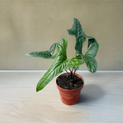 Anthurium effusilobum