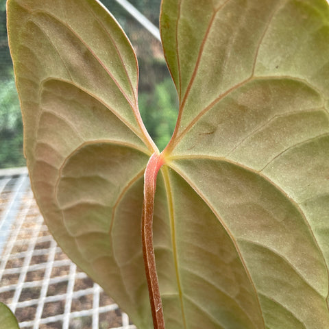 Anthurium David Portilla Dreams (Anthurium luxurians x forgetii)