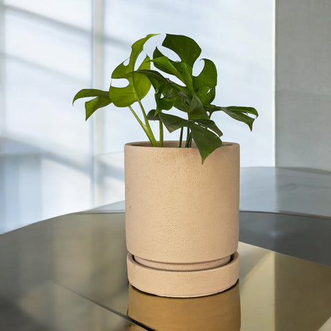 Mini monstera + cachepot em cimento