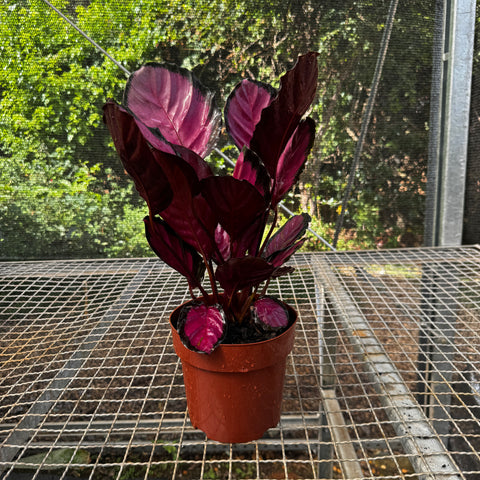 Calathea Crimson