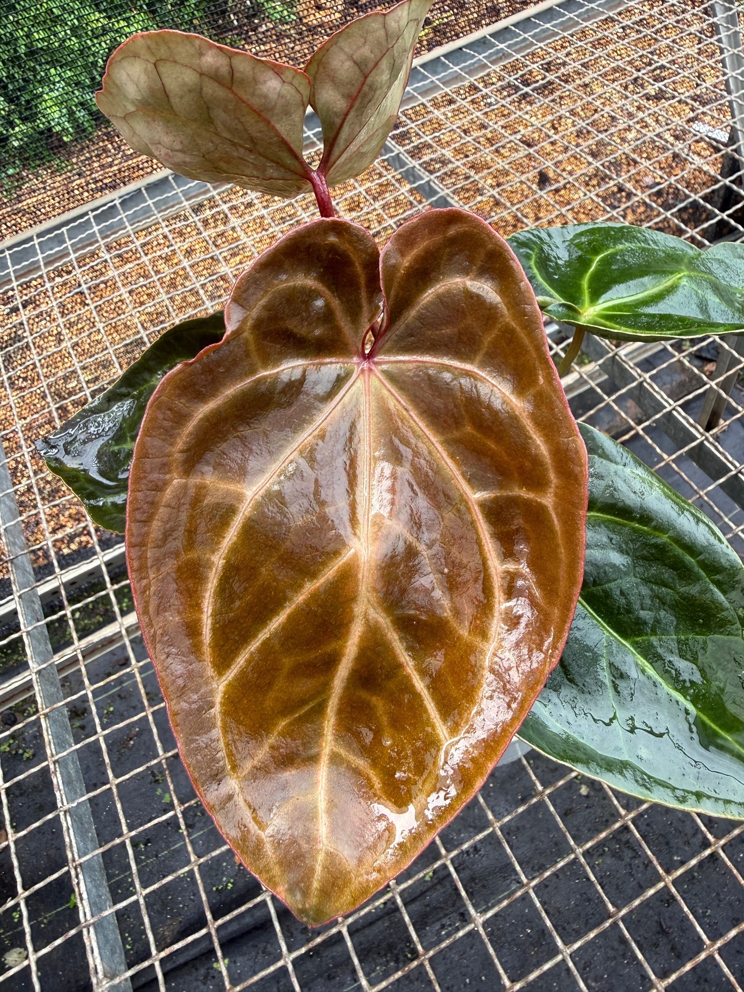 Anthurium 'Ace of Spades' – Entre Raízes Botânica