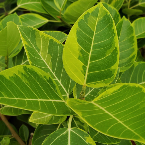 Ficus Altíssima - mini árvore
