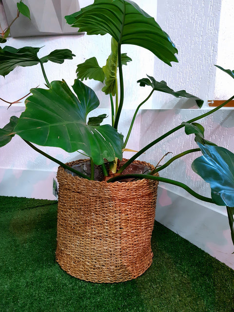 Cesta Bror Natural