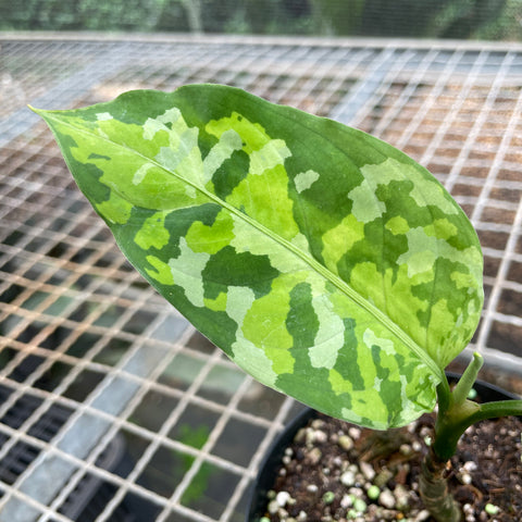 Aglaonema pictum 'tricolor'
