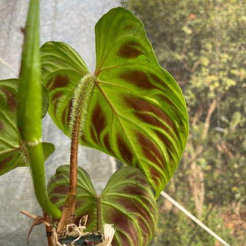 Philodendron verrucosum