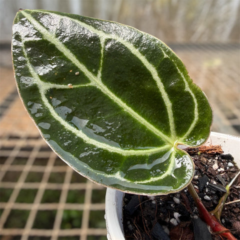 Anthurium'Miami'