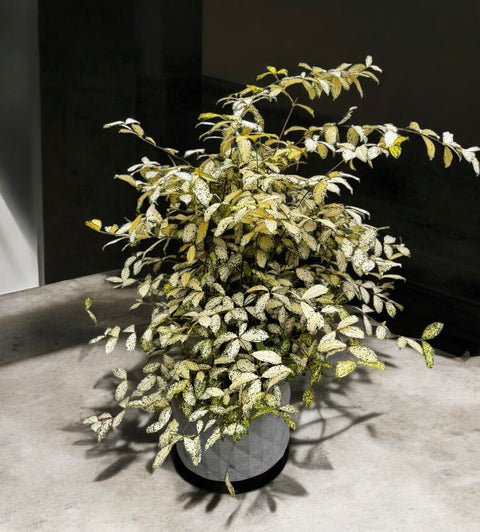 Dracena godseffiana + vaso mosaico