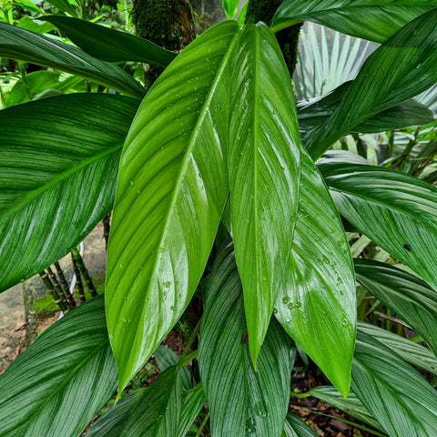 Epipremnum amplissimum