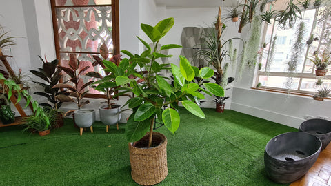 Ficus Altíssima - mini árvore