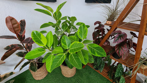 Ficus Altíssima - mini árvore