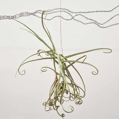 Tillandsia Duratii