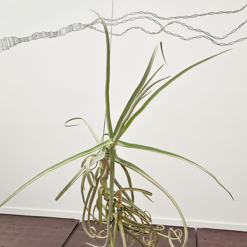 Tillandsia duratii