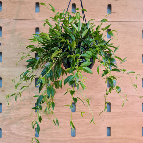 Columeia bambu