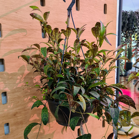 Columeia marmorata
