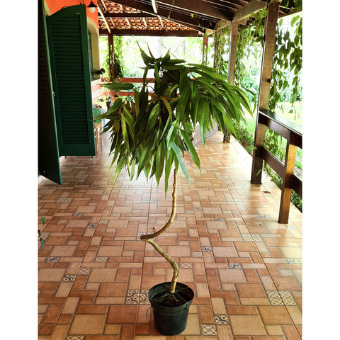 Ficus Alii (Ficus maclellandii)