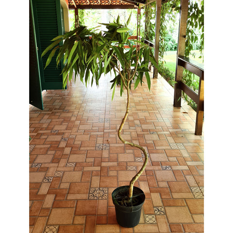 Ficus Alii (Ficus maclellandii)