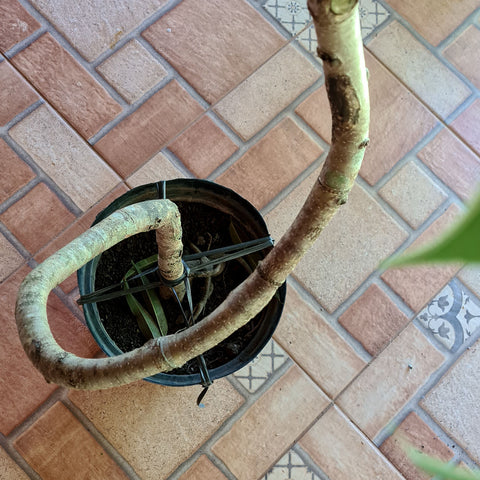 Ficus Alii (Ficus maclellandii)