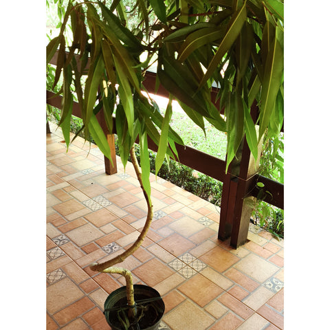 Ficus Alii (Ficus maclellandii)