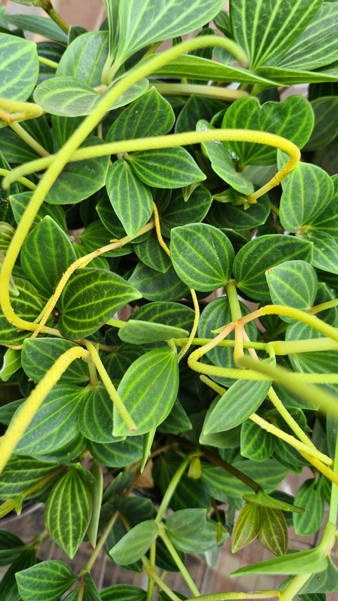 peperomia tetragona