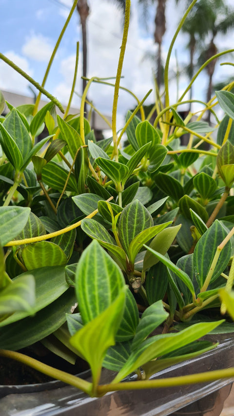 Peperômia puteolata