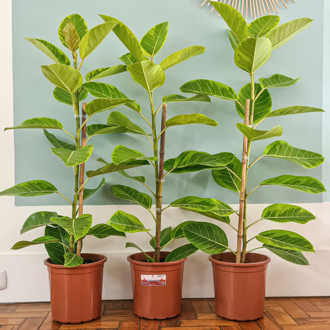 Ficus Altíssima