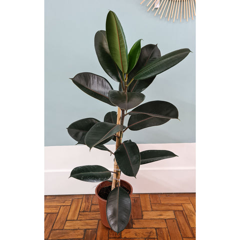 ficus elástica burgundy