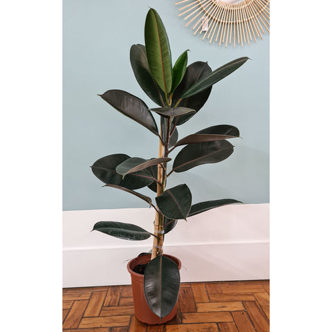 Ficus elástica Burgundy (rubro) - 1 haste