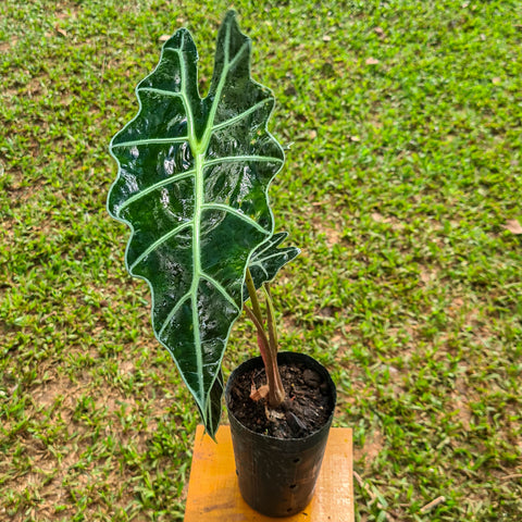 Alocasia amazonica