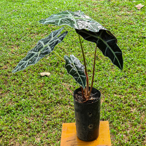 Alocasia amazonica