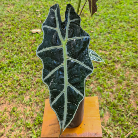 Alocasia amazonica