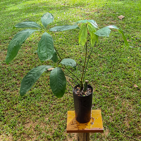 Anthurium 573-ACR