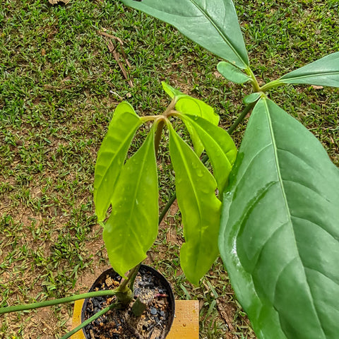 Anthurium 573-ACR