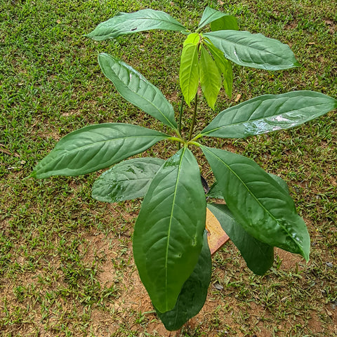 Anthurium 573-acr