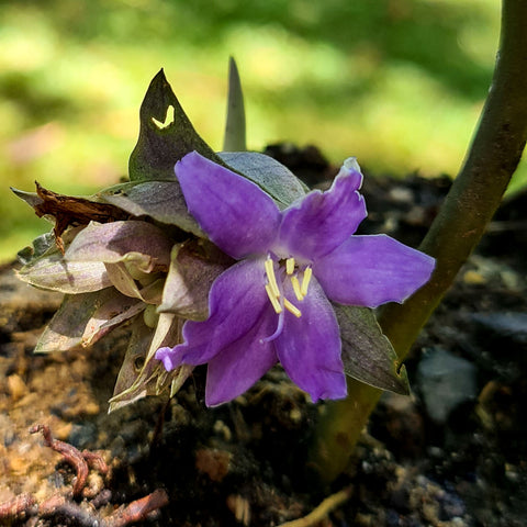 Cyanastrum cordifolium