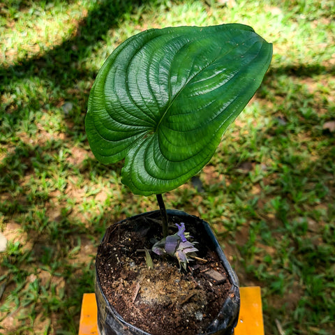 Cyanastrum cordifolium