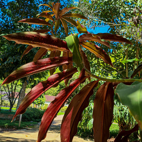 Costus vargarsii