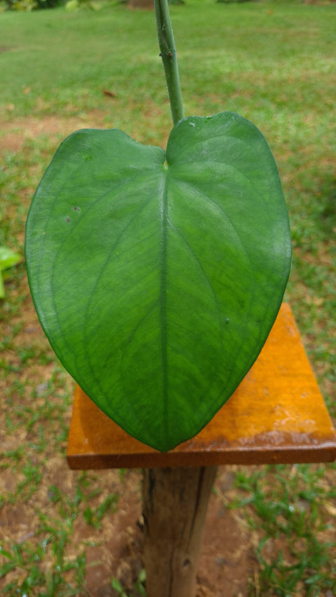 Syngonium chiapense