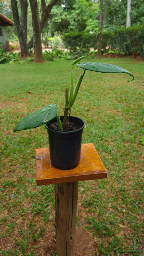 Syngonium chiapense
