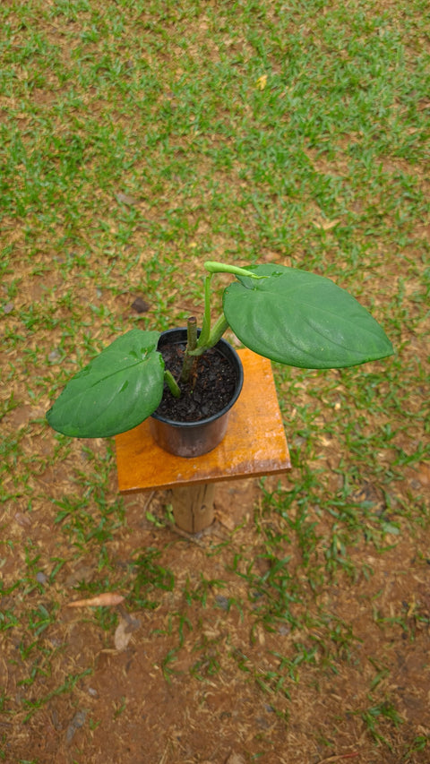 Syngonium chiapense