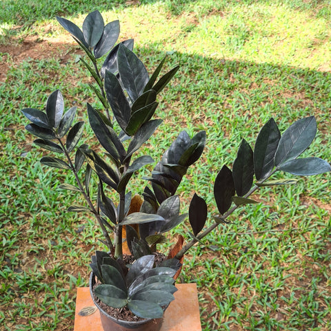Zamioculca 'Black Queen"
