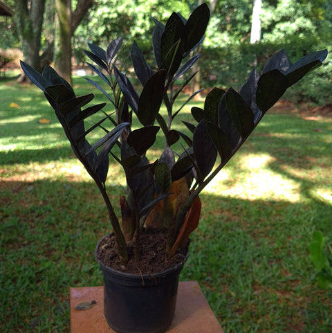 Zamioculca 'Black Queen"