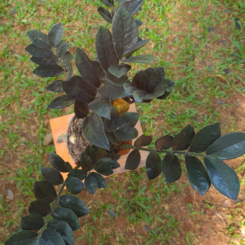 Zamioculca 'Black Queen"