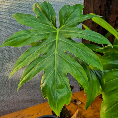 Philodendron radiatum