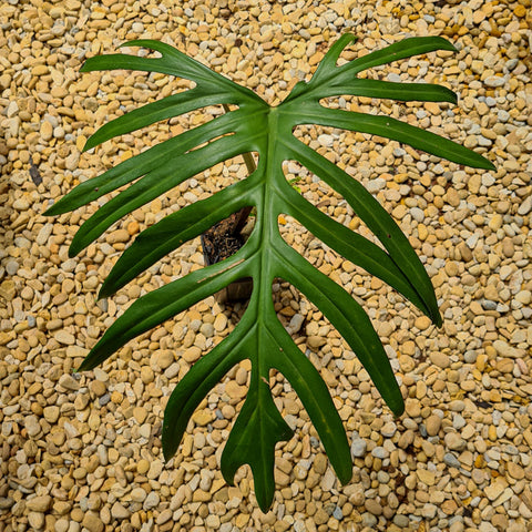 Philodendron elegans
