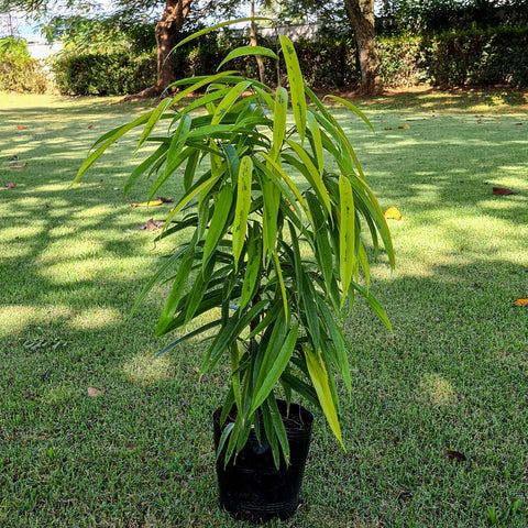 Ficus Alii Variegata (Ficus maclellandii)
