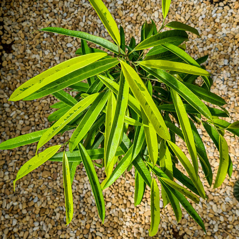 Ficus Alii Variegata