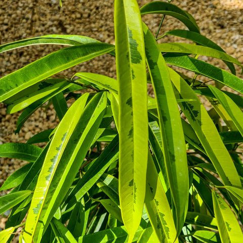 Ficus Alii Variegata (Ficus maclellandii)