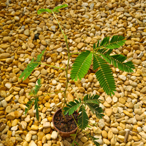 Mimosa pudica