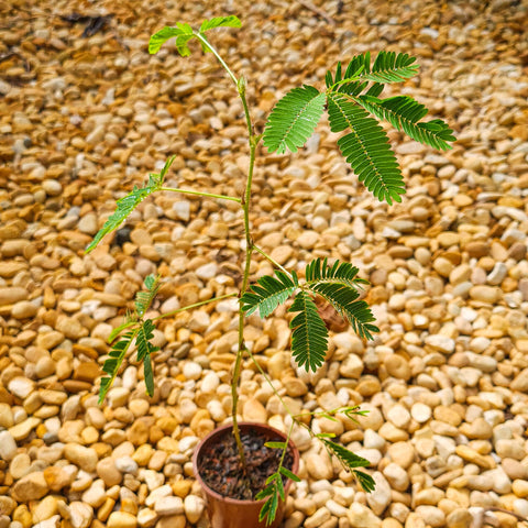 Mimosa pudica