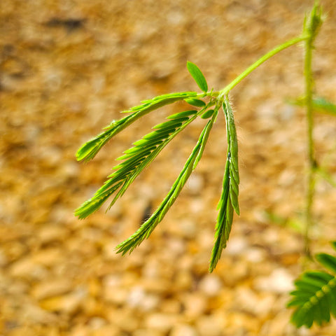 Mimosa pudica